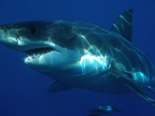 Capturan un gigantesco tiburón blanco-0