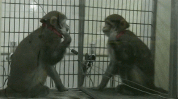 Los monos aprenden a reconocerse en el espejo-0